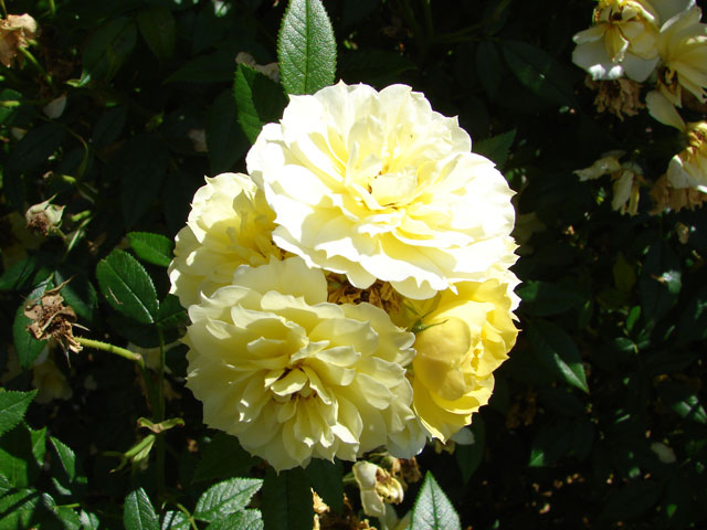 Роза парковая «Голден Моцарт»