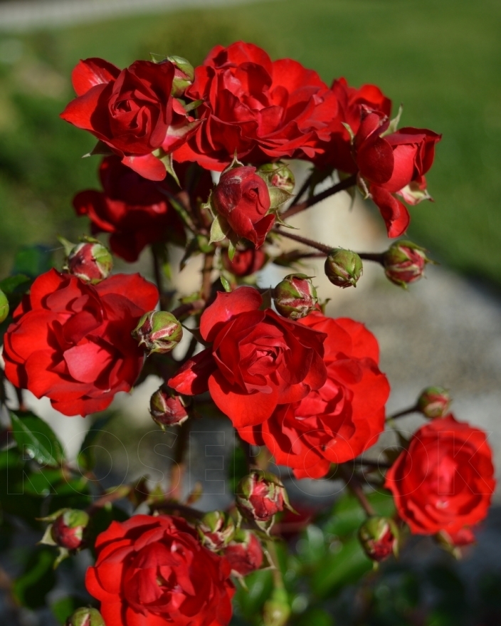 Роза почвопокровная «Ред Фери»