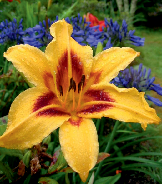 лилейник гибридный hemerocallis bonanza